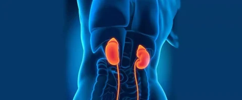 Bitkisel Böbrek Taşı Desteği Alırken Nelere Dikkat Etmeli? Unravel Forte Softjel Kapsül Örneği 12 bobrek taslari